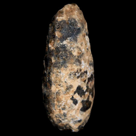 1.5" Fossil Pine Cone Equicalastrobus Replaced By Agate Eocene Age Seeds Fruit