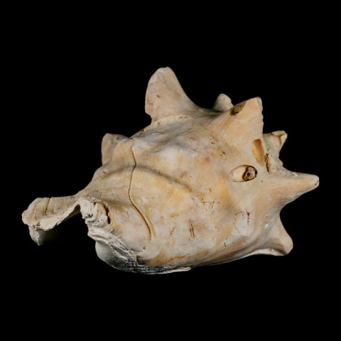 3.5" Strombus Bubonius Fossil Shell Gastropod Pliocene Age Almeria, Spain - Fossil Age Minerals
