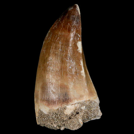 XL 2.3" Mosasaur Prognathodon Fossil Tooth Cretaceous Dinosaur Era COA & Stand