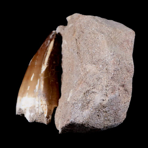 XL 2.6" Mosasaur Prognathodon Fossil Tooth In Matrix Cretaceous Dinosaur Era COA - Fossil Age Minerals