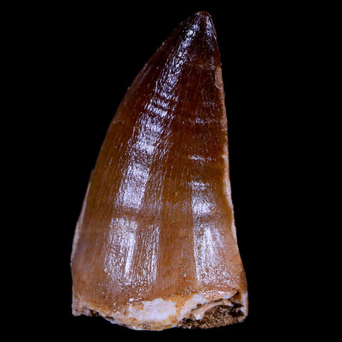 1.9" Mosasaur Prognathodon Fossil Tooth Cretaceous Dinosaur Era COA & Stand - Fossil Age Minerals