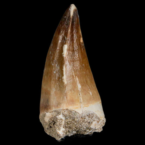 XL 2.3" Mosasaur Prognathodon Fossil Tooth Cretaceous Dinosaur Era COA & Stand - Fossil Age Minerals