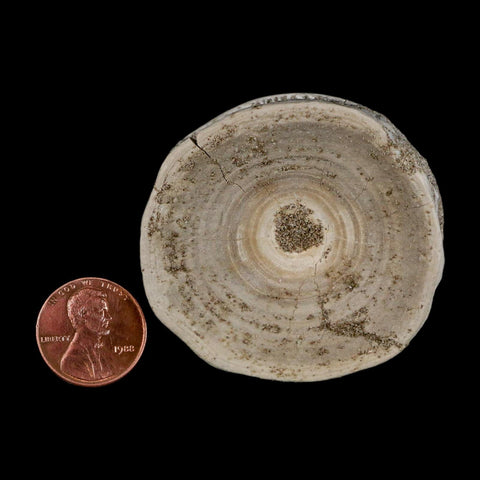 53MM Otodus Obliquus Shark Vertebrae Fossil Bone In Matrix Morocco COA - Fossil Age Minerals