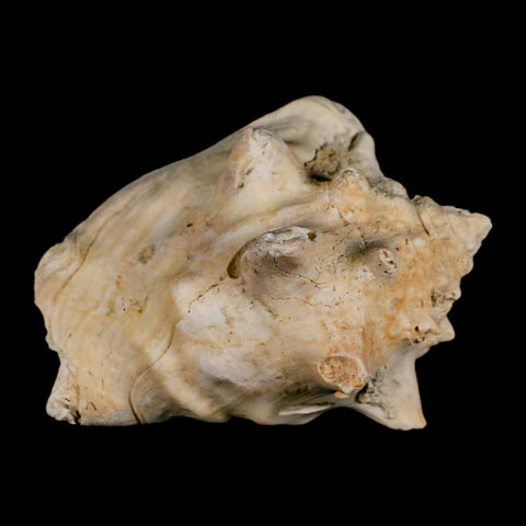3.5" Strombus Bubonius Fossil Shell Gastropod Pliocene Age Almeria, Spain - Fossil Age Minerals