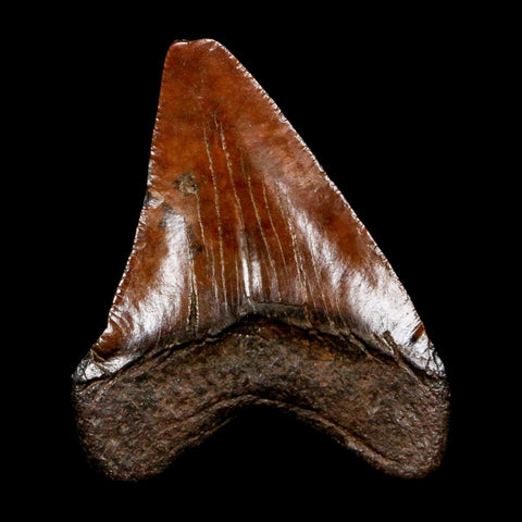 2.5" Quality Megalodon Shark Tooth Serrated Fossil Natural Miocene Age COA