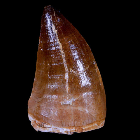 1.9" Mosasaur Prognathodon Fossil Tooth Cretaceous Dinosaur Era COA & Stand - Fossil Age Minerals