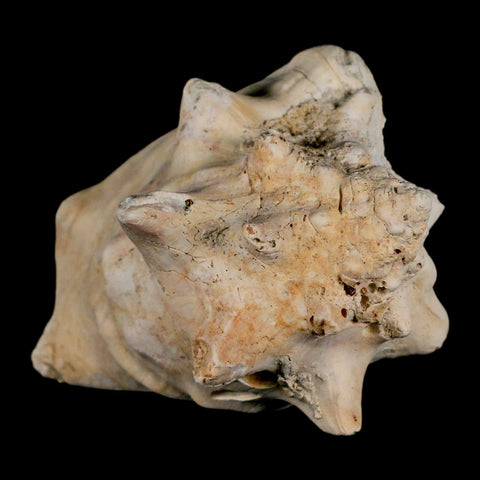 3.5" Strombus Bubonius Fossil Shell Gastropod Pliocene Age Almeria, Spain - Fossil Age Minerals