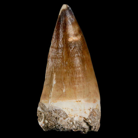 XL 2.3" Mosasaur Prognathodon Fossil Tooth Cretaceous Dinosaur Era COA & Stand - Fossil Age Minerals
