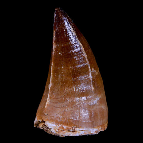 1.9" Mosasaur Prognathodon Fossil Tooth Cretaceous Dinosaur Era COA & Stand - Fossil Age Minerals