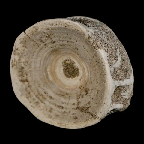 53MM Otodus Obliquus Shark Vertebrae Fossil Bone In Matrix Morocco COA - Fossil Age Minerals