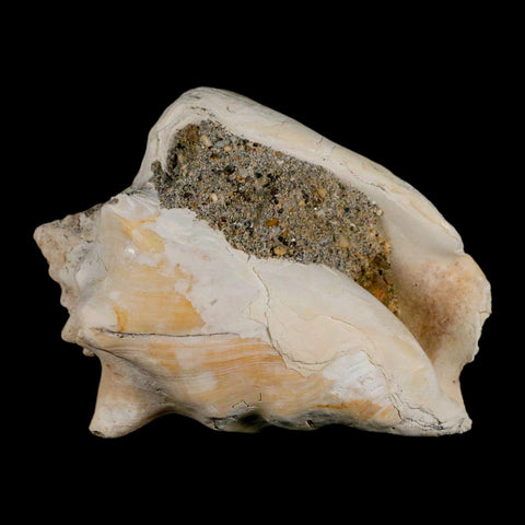 3.5" Strombus Bubonius Fossil Shell Gastropod Pliocene Age Almeria, Spain - Fossil Age Minerals