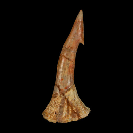 XL 3.1" Sawfish Fossil Tooth Barb Onchopristis Numidus Cretaceous Dinosaur Era COA