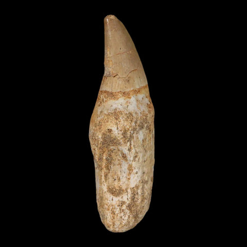 2.4" Halisaurus Mosasaur Fossil Tooth Rooted Cretaceous Dinosaur Era COA Stand - Fossil Age Minerals