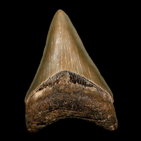 2.6" Quality Megalodon Shark Tooth Serrated Fossil Natural Miocene Age COA