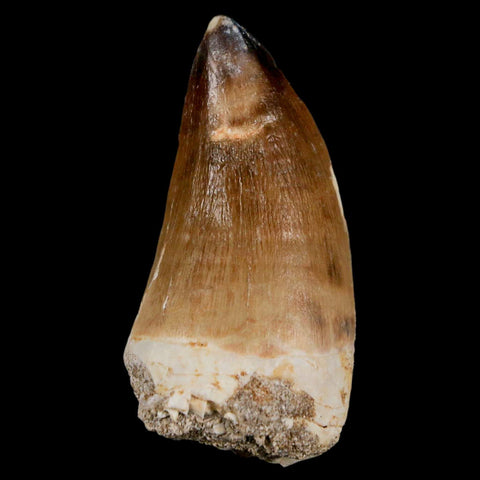 XL 2.3" Mosasaur Prognathodon Fossil Tooth Cretaceous Dinosaur Era COA & Stand - Fossil Age Minerals