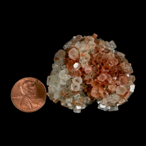 1.7" Aragonite Mineral Two Tone Crystal Cluster Specimen Tazouta Morocco - Fossil Age Minerals