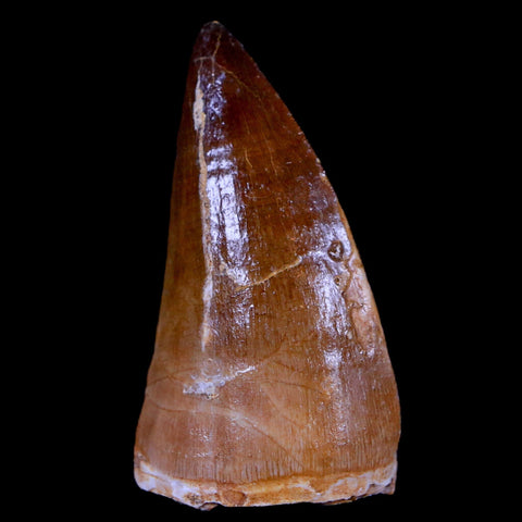 1.9" Mosasaur Prognathodon Fossil Tooth Cretaceous Dinosaur Era COA & Stand - Fossil Age Minerals