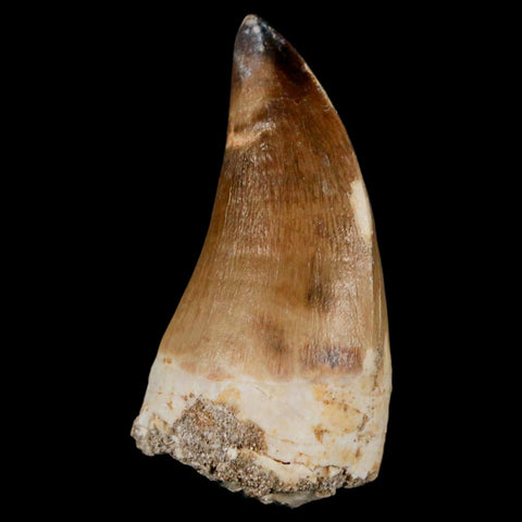 XL 2.3" Mosasaur Prognathodon Fossil Tooth Cretaceous Dinosaur Era COA & Stand - Fossil Age Minerals