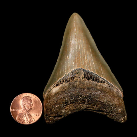 2.6" Quality Megalodon Shark Tooth Serrated Fossil Natural Miocene Age COA