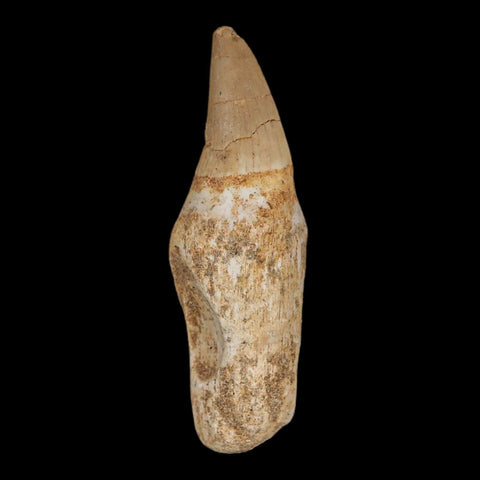 2.4" Halisaurus Mosasaur Fossil Tooth Rooted Cretaceous Dinosaur Era COA Stand - Fossil Age Minerals