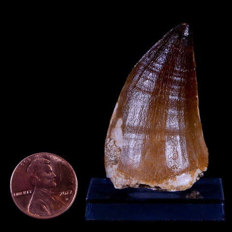 1.9" Mosasaur Prognathodon Fossil Tooth Cretaceous Dinosaur Era COA & Stand - Fossil Age Minerals