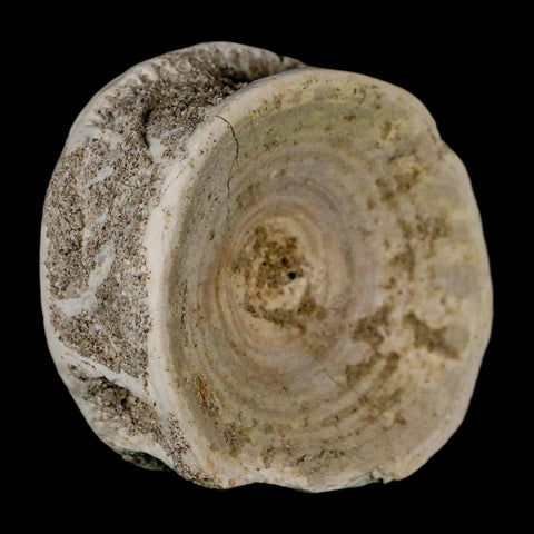 53MM Otodus Obliquus Shark Vertebrae Fossil Bone In Matrix Morocco COA - Fossil Age Minerals