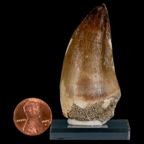 XL 2.3" Mosasaur Prognathodon Fossil Tooth Cretaceous Dinosaur Era COA & Stand - Fossil Age Minerals