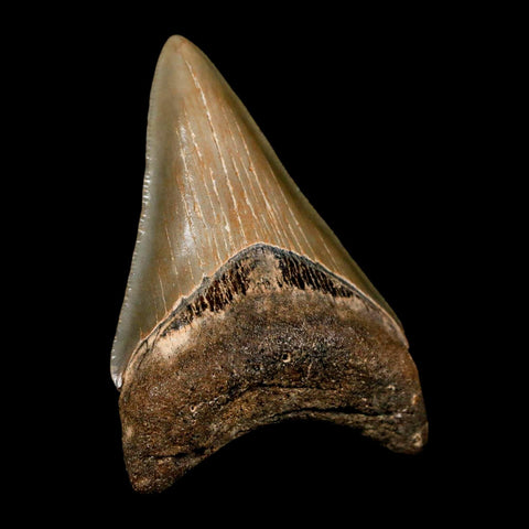 2.6" Quality Megalodon Shark Tooth Serrated Fossil Natural Miocene Age COA