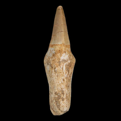 2.4" Halisaurus Mosasaur Fossil Tooth Rooted Cretaceous Dinosaur Era COA Stand - Fossil Age Minerals