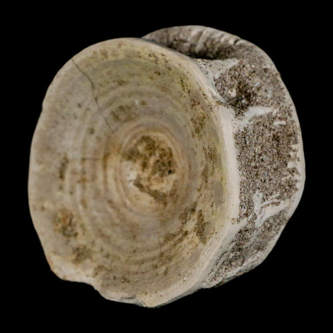 53MM Otodus Obliquus Shark Vertebrae Fossil Bone In Matrix Morocco COA - Fossil Age Minerals