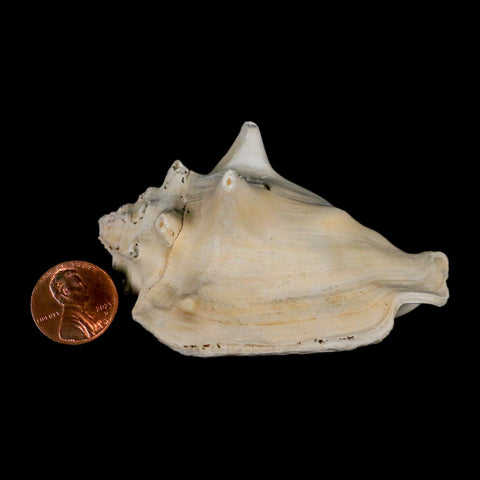 3" Strombus Bubonius Fossil Shell Gastropod Pliocene Age Almeria, Spain - Fossil Age Minerals