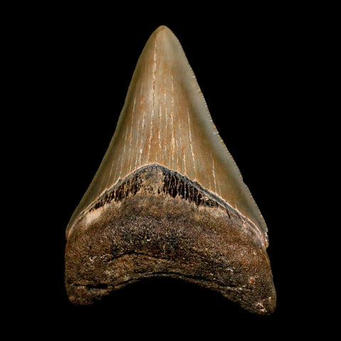 2.6" Quality Megalodon Shark Tooth Serrated Fossil Natural Miocene Age COA
