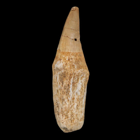 2.4" Halisaurus Mosasaur Fossil Tooth Rooted Cretaceous Dinosaur Era COA Stand - Fossil Age Minerals