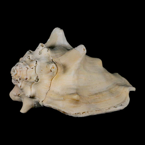 3" Strombus Bubonius Fossil Shell Gastropod Pliocene Age Almeria, Spain - Fossil Age Minerals