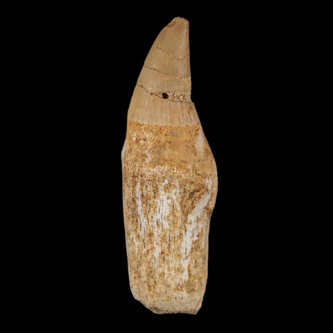 2.4" Halisaurus Mosasaur Fossil Tooth Rooted Cretaceous Dinosaur Era COA Stand - Fossil Age Minerals