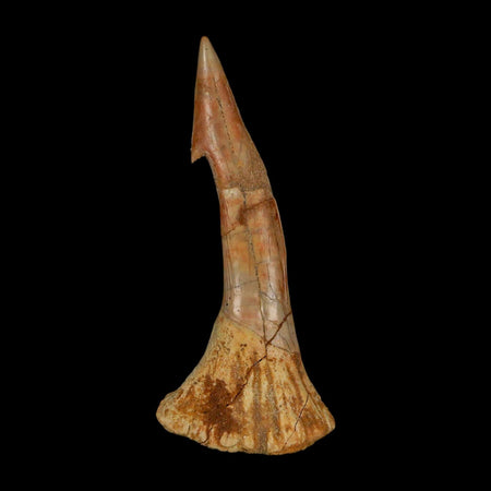XL 3.1" Sawfish Fossil Tooth Barb Onchopristis Numidus Cretaceous Dinosaur Era COA