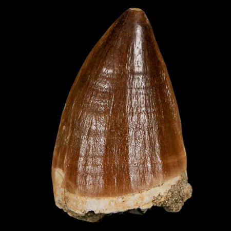 XL 2.1" Mosasaur Prognathodon Fossil Tooth Cretaceous Dinosaur Era COA & Stand