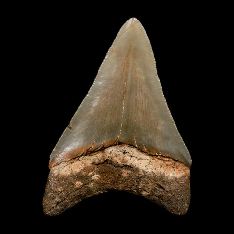 2.6" Quality Megalodon Shark Tooth Serrated Fossil Natural Miocene Age COA