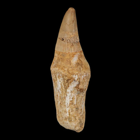 2.4" Halisaurus Mosasaur Fossil Tooth Rooted Cretaceous Dinosaur Era COA Stand - Fossil Age Minerals