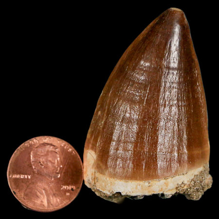 XL 2.1" Mosasaur Prognathodon Fossil Tooth Cretaceous Dinosaur Era COA & Stand
