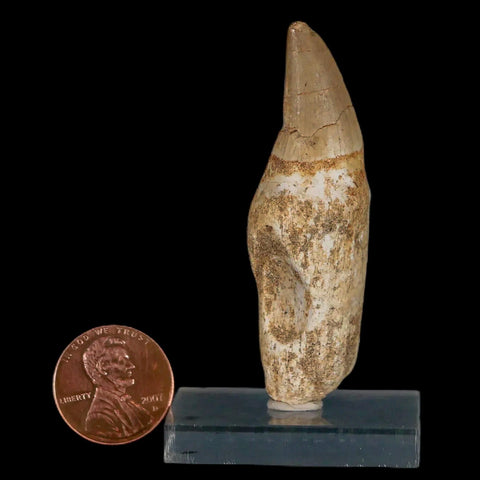 2.4" Halisaurus Mosasaur Fossil Tooth Rooted Cretaceous Dinosaur Era COA Stand - Fossil Age Minerals