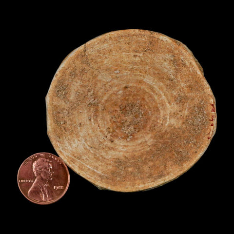 60MM Otodus Obliquus Shark Vertebrae Fossil Bone In Matrix Morocco COA - Fossil Age Minerals