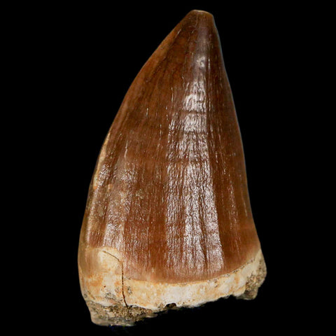 XL 2.1" Mosasaur Prognathodon Fossil Tooth Cretaceous Dinosaur Era COA & Stand - Fossil Age Minerals