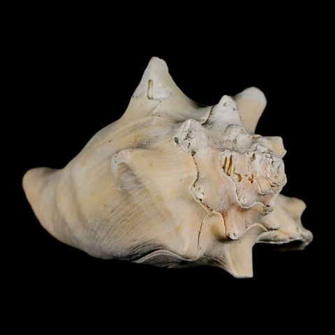3" Strombus Bubonius Fossil Shell Gastropod Pliocene Age Almeria, Spain - Fossil Age Minerals