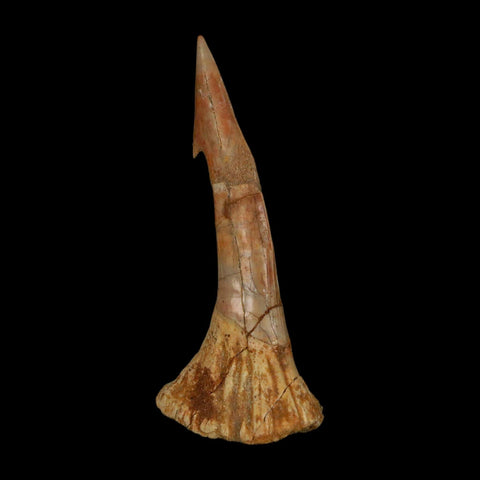 XL 3.1" Sawfish Fossil Tooth Barb Onchopristis Numidus Cretaceous Dinosaur Era COA