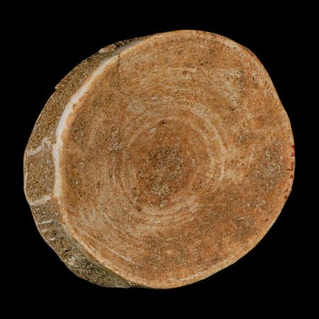 60MM Otodus Obliquus Shark Vertebrae Fossil Bone In Matrix Morocco COA