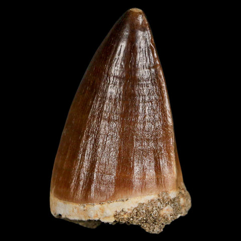 XL 2.1" Mosasaur Prognathodon Fossil Tooth Cretaceous Dinosaur Era COA & Stand - Fossil Age Minerals