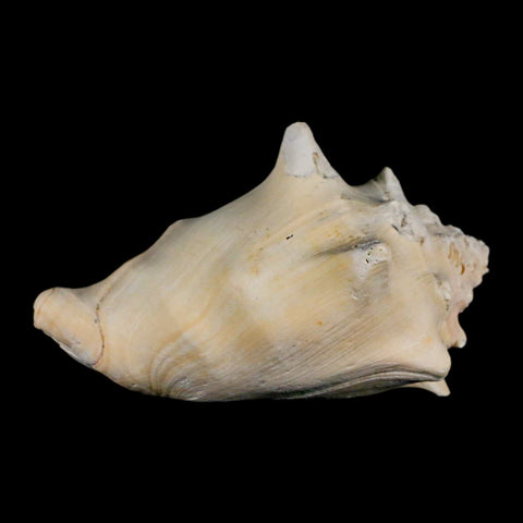 3" Strombus Bubonius Fossil Shell Gastropod Pliocene Age Almeria, Spain - Fossil Age Minerals