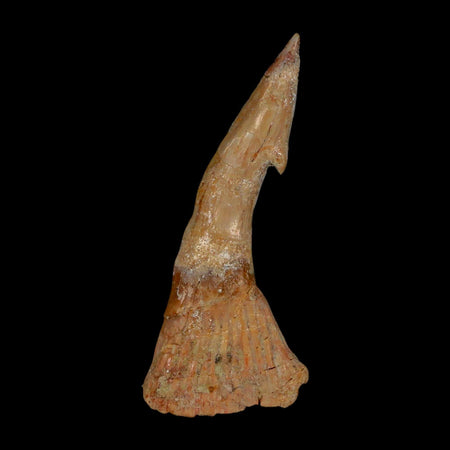 XL 2.8" Sawfish Fossil Tooth Barb Onchopristis Numidus Cretaceous Dinosaur Era COA