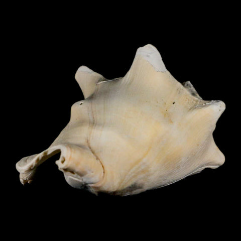 3" Strombus Bubonius Fossil Shell Gastropod Pliocene Age Almeria, Spain - Fossil Age Minerals